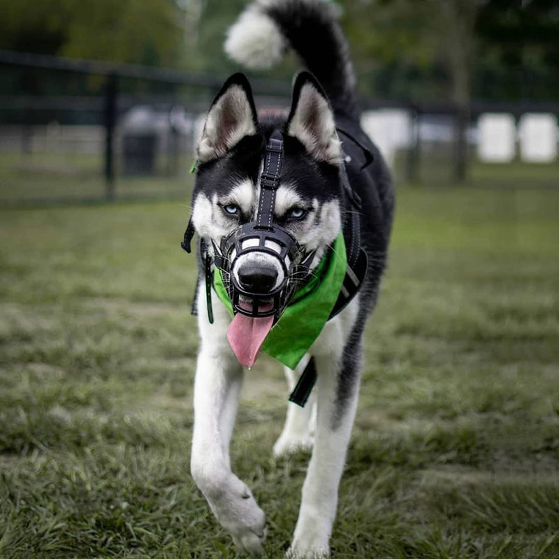 Reflective Dog Muzzle